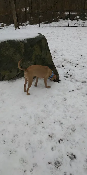 Randolph Dog Park 5