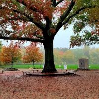 Thorndike Dog Park ico