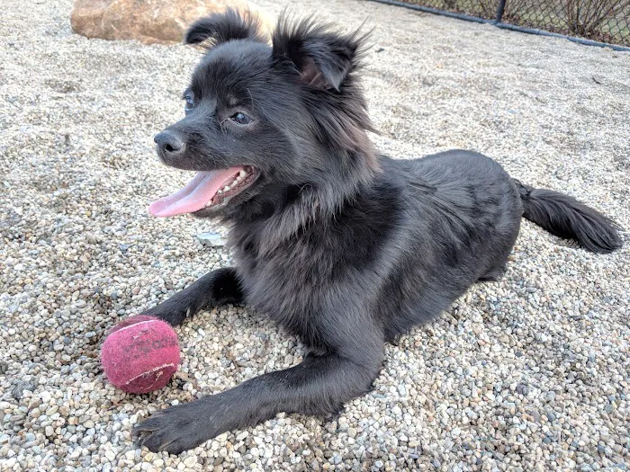 Thorndike Dog Park 3