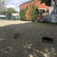 Mansfield Street Dog Park ico