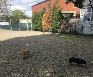 Mansfield Street Dog Park