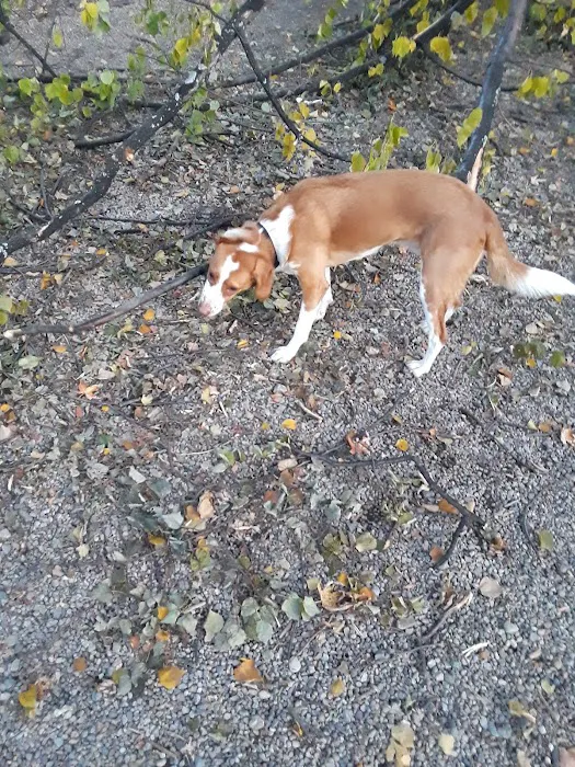 Mansfield Street Dog Park 9