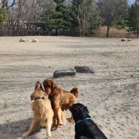 Danehy Dog Park ico