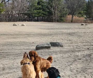 Danehy Dog Park