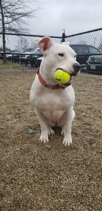 Danehy Dog Park 3