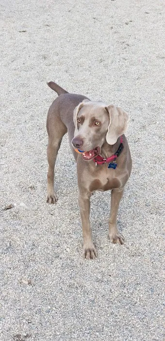 Danehy Dog Park 10