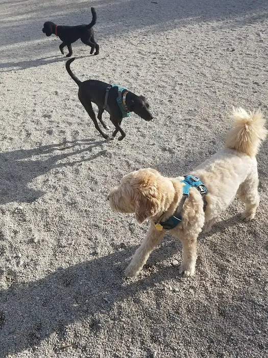 Danehy Dog Park 2