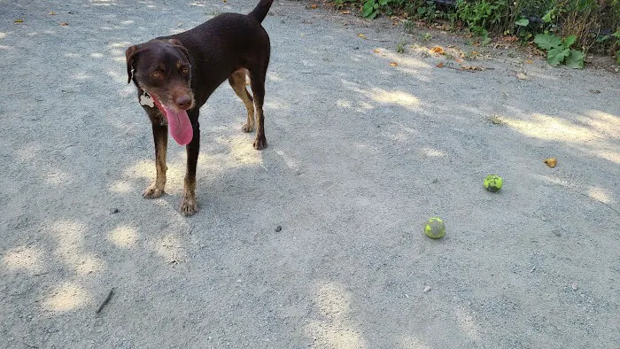 Pemberton Street Dog Run 2