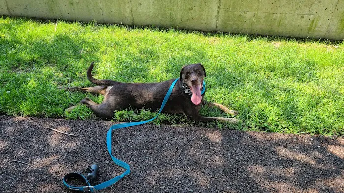 Pemberton Street Dog Run 8