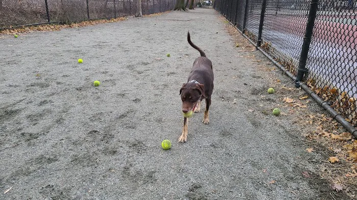 Pemberton Street Dog Run 9