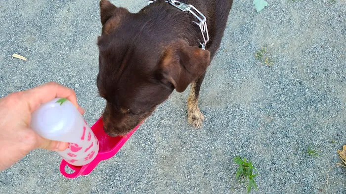 Pemberton Street Dog Run 5