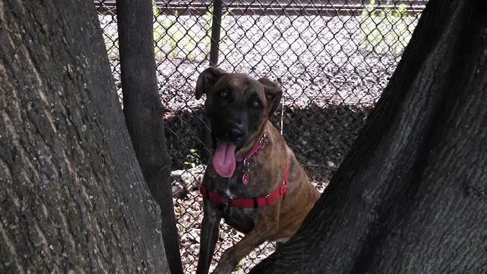 Pemberton Street Dog Run 10