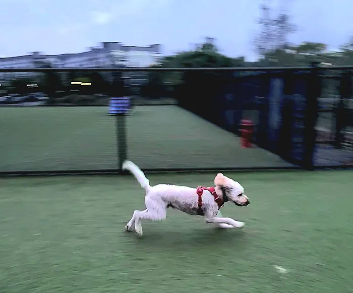 Quincy Dog Park 1