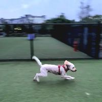 Quincy Dog Park ico