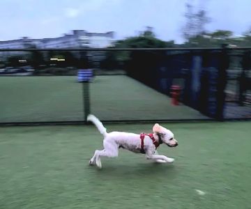 Quincy Dog Park