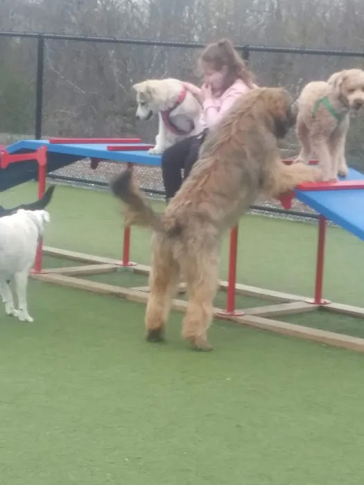Quincy Dog Park 3