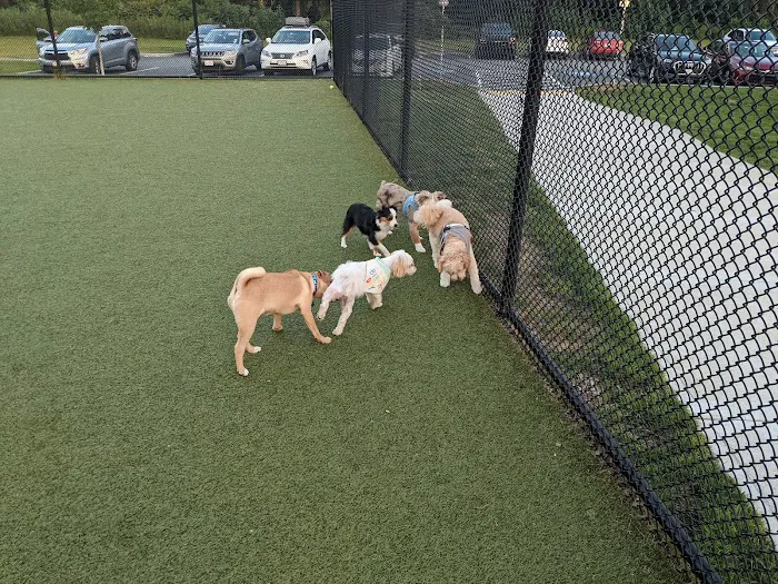 Quincy Dog Park 7