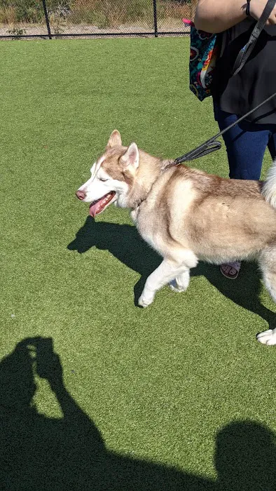 Quincy Dog Park 8