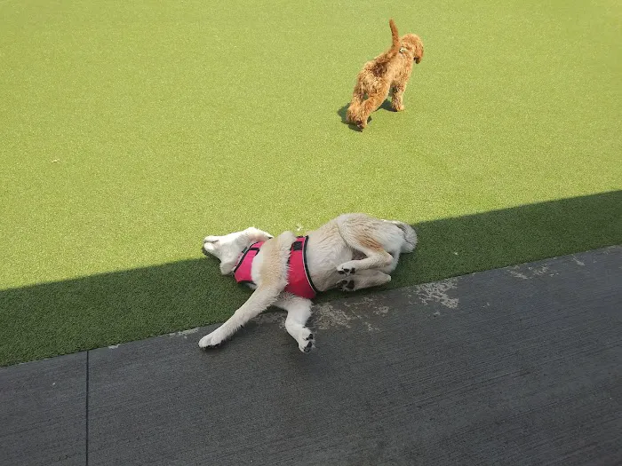 Quincy Dog Park 10