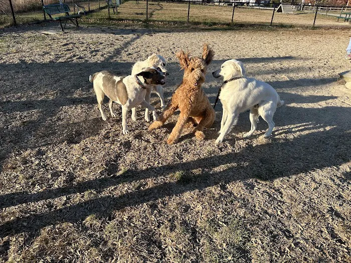 South Field Dog Park - Union Point 1