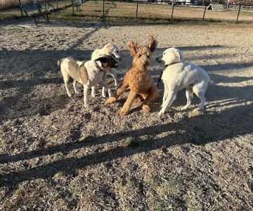 South Field Dog Park - Union Point