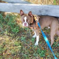 Watkins Street Dog Pit Stop ico