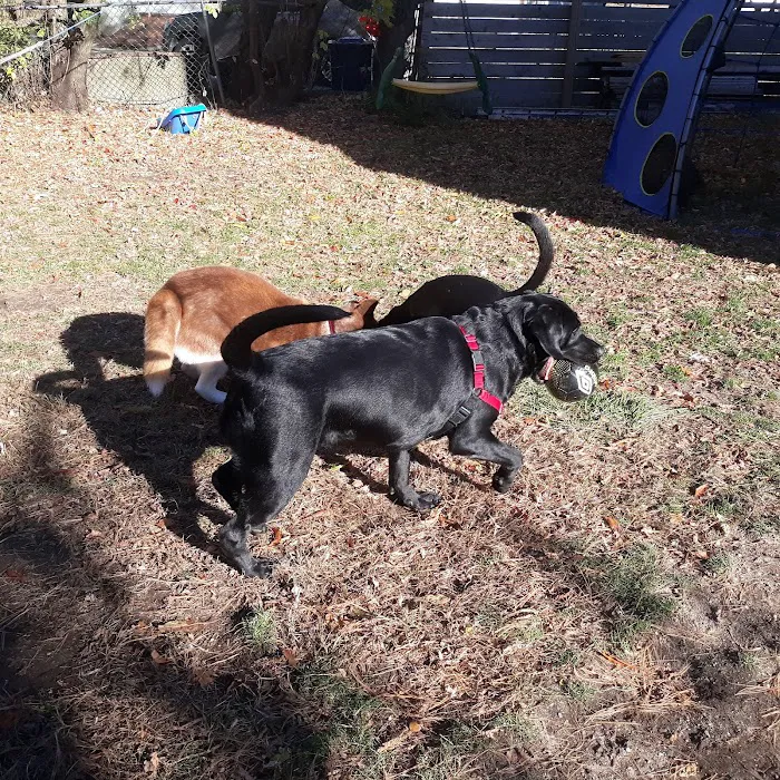 Dog Park at Downer Avenue Park 7
