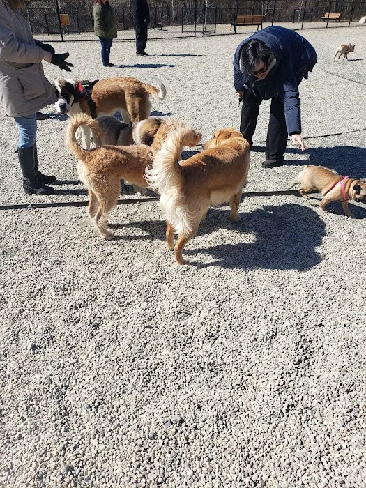 Abington Dog Park 4