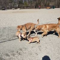 Abington Dog Park ico