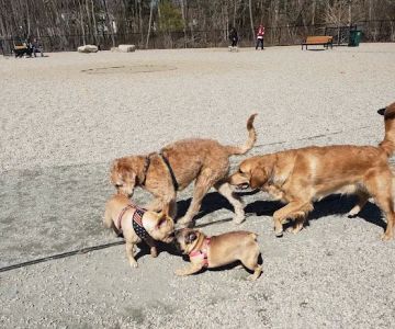 Abington Dog Park