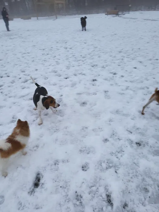 Abington Dog Park 7