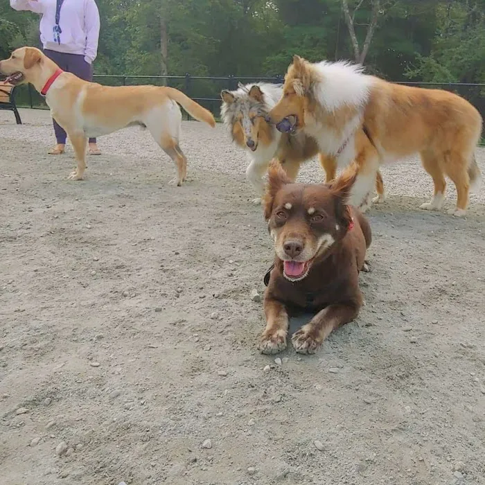 Abington Dog Park 9
