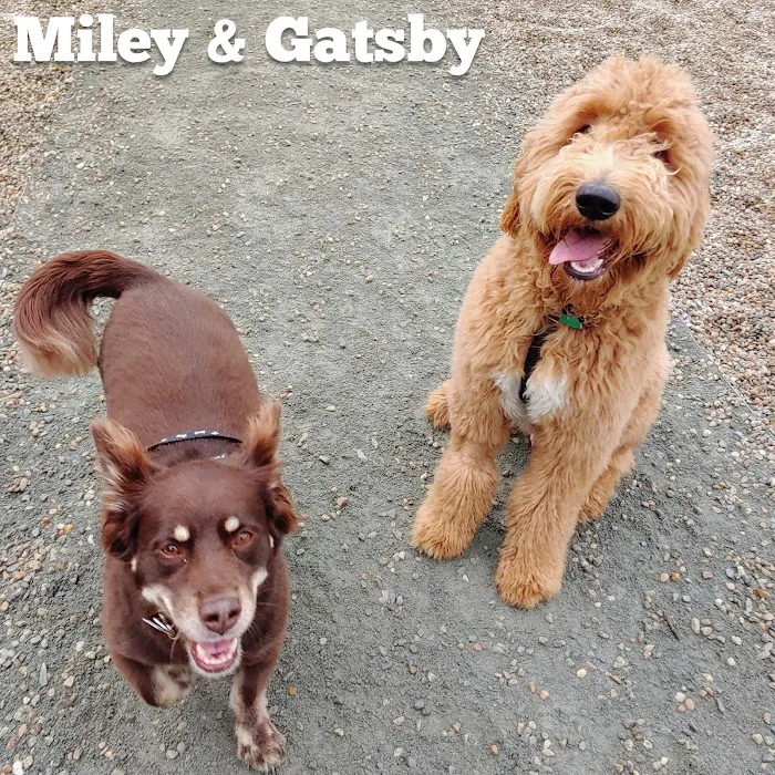 Abington Dog Park 10