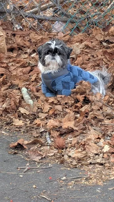 Abington Dog Park 8