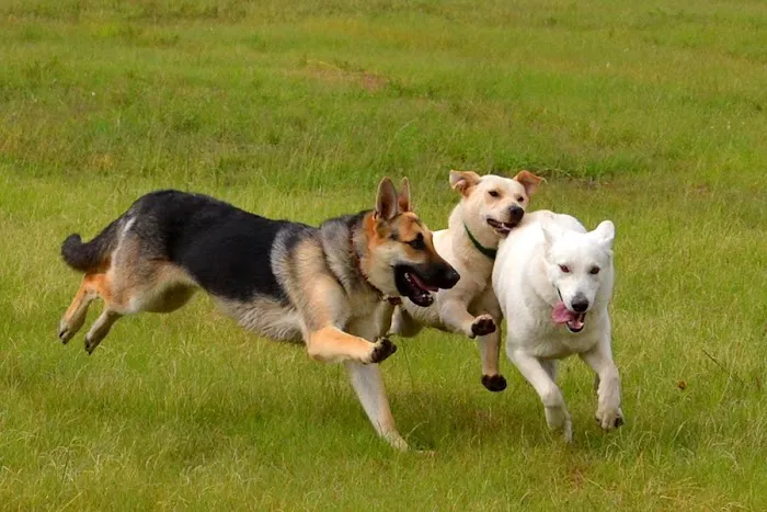South End Dog Run 1