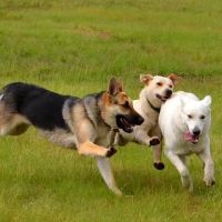 South End Dog Run ico