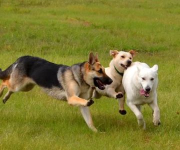 South End Dog Run