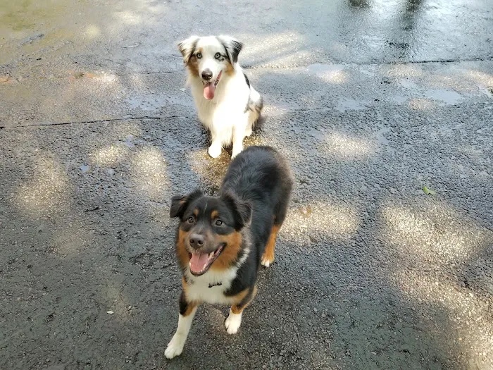 Carleton Court Dog Park 10