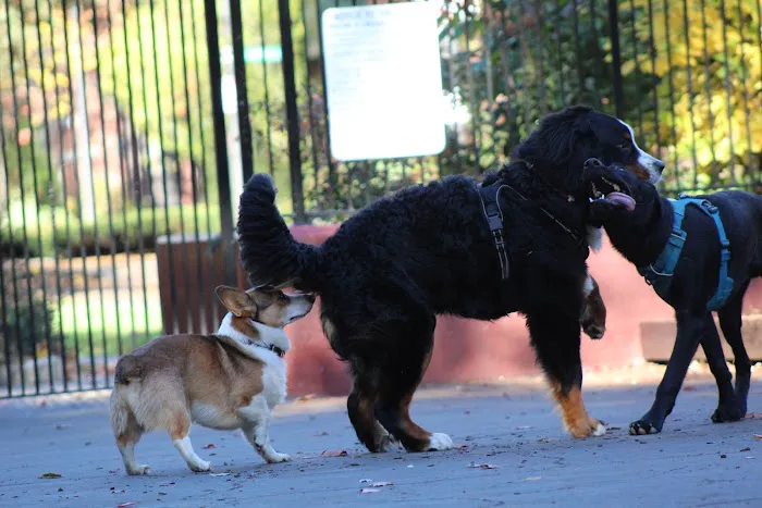Carleton Court Dog Park 8