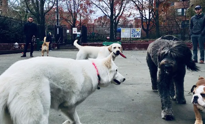 Carleton Court Dog Park 2