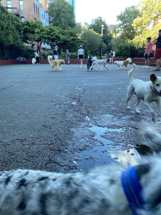 Carleton Court Dog Park 6