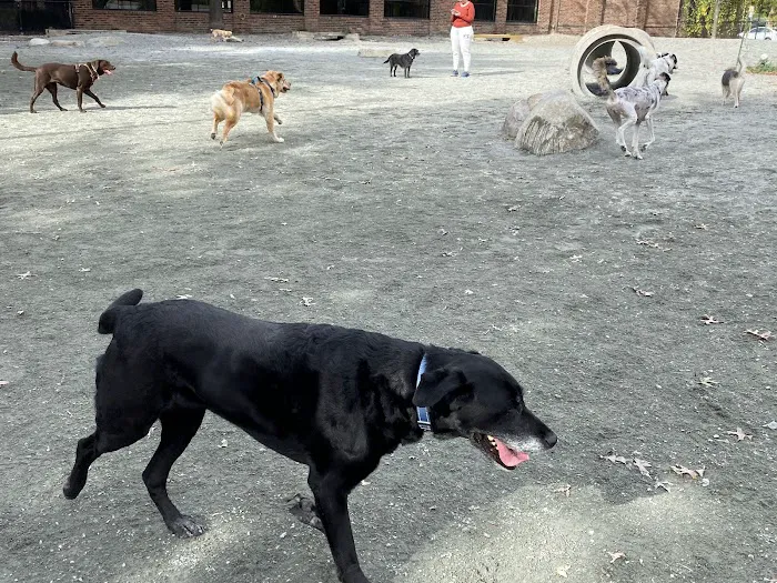 Tudor Dog Park 6