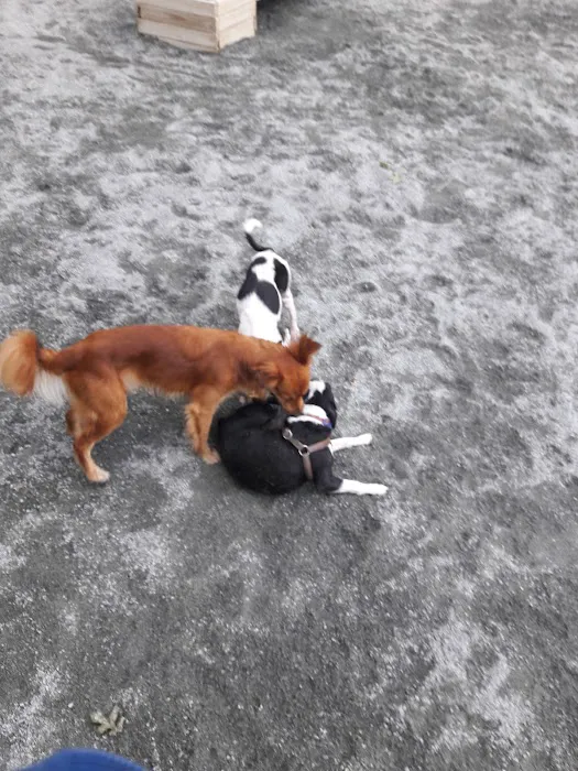 Tudor Dog Park 5