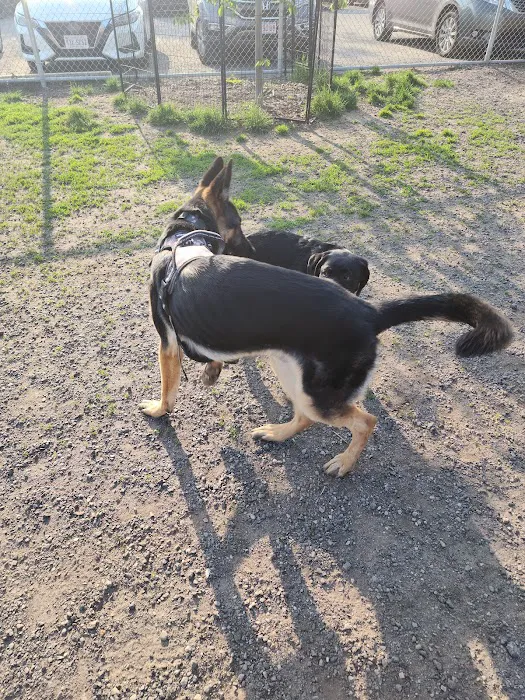 Chelmsford Dog Park 1