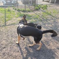 Chelmsford Dog Park ico