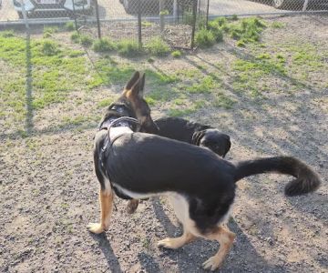 Chelmsford Dog Park