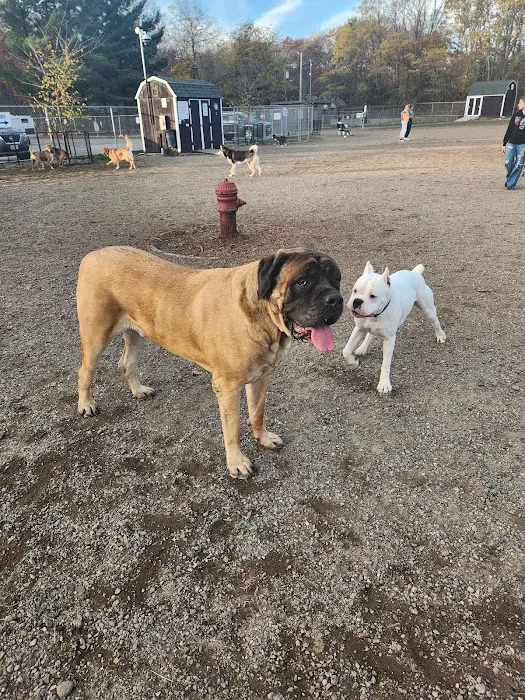 Chelmsford Dog Park 4