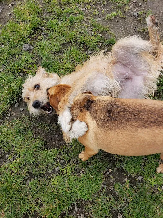 Chelmsford Dog Park 5