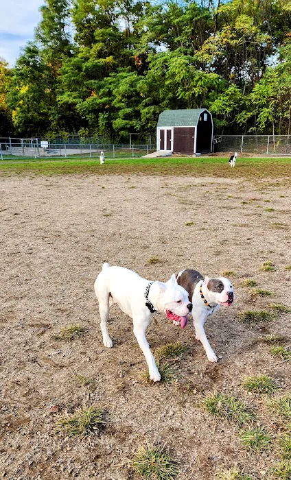 Chelmsford Dog Park 2