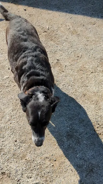 Nashua Dog Park - Membership Required 2
